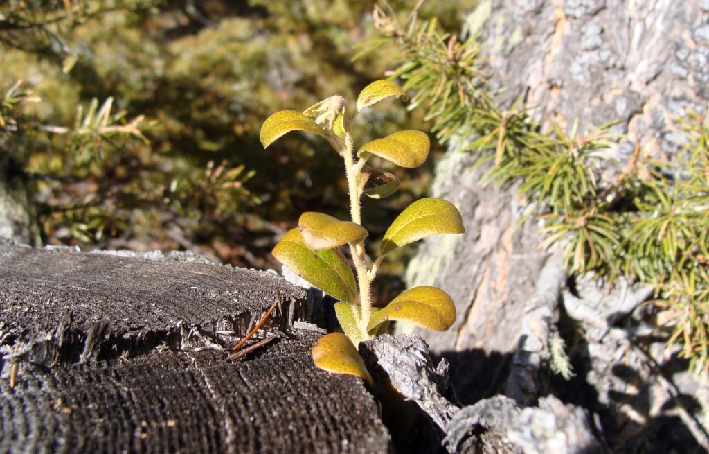 Sprout growing from a tree stump.